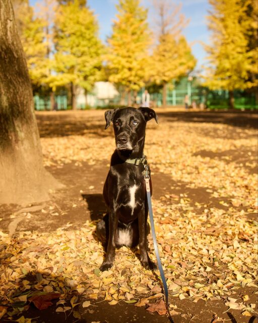 Pino is 7 years old, I can’t believe she’s still such a puppy 🐶